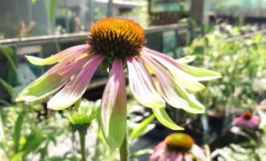 Echinacea purpurea 'Green Envy'