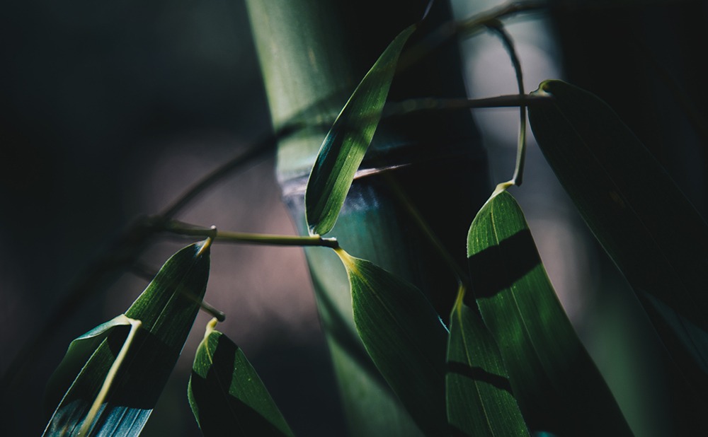 Växter - bambu