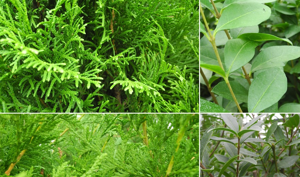Häckplantor av tuja och liguster