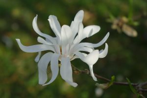 Magnolia2