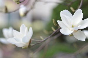 Magnolia4