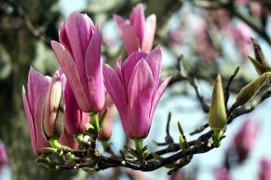 Magnolia6