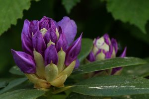 Rhododendron4