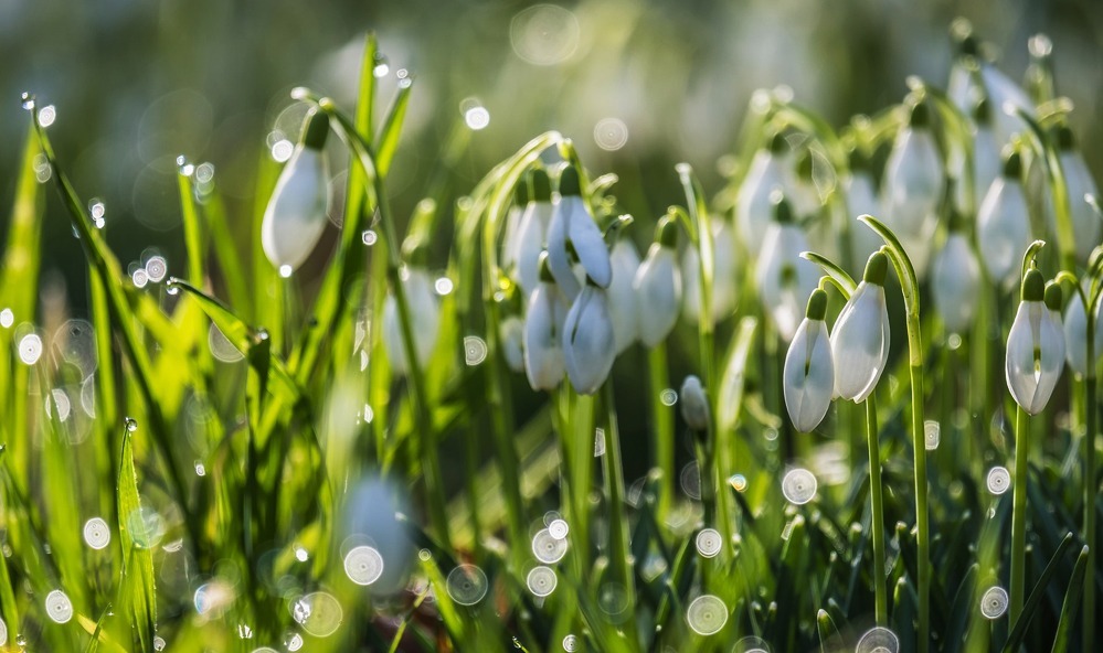 Snödroppar